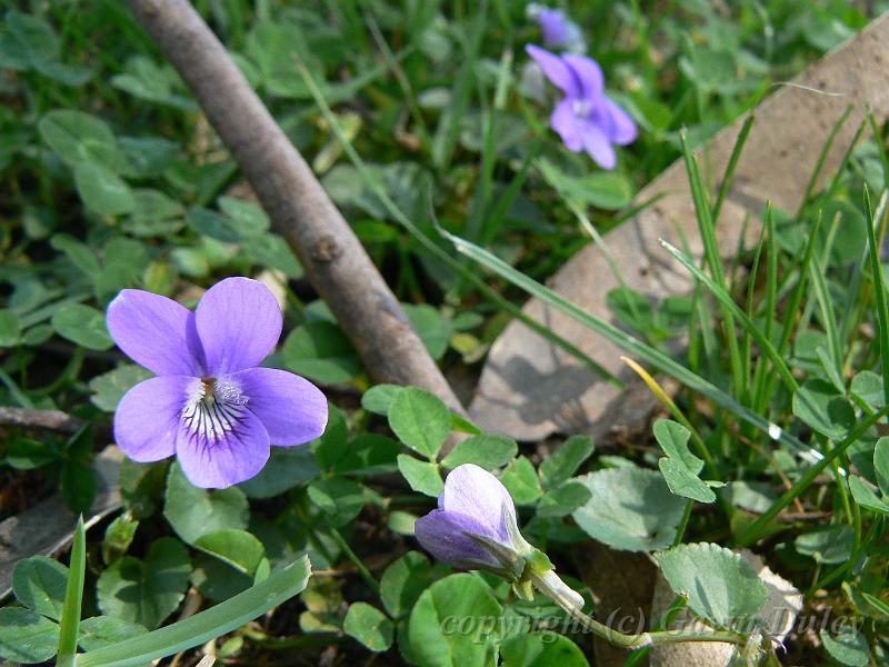 Mt Lofty Botanical Gardens P1030765.JPG